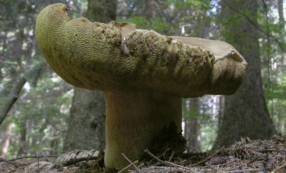 Un paracarro nel bosco......